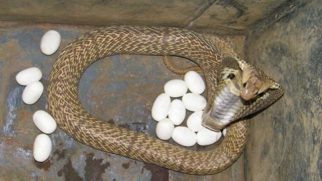Baby cobras turn up inside Hyderabad police station, raising fears of a hidden nest