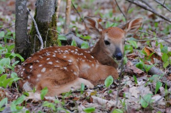 A fawn lying among leaves and small plants in a forest setting.