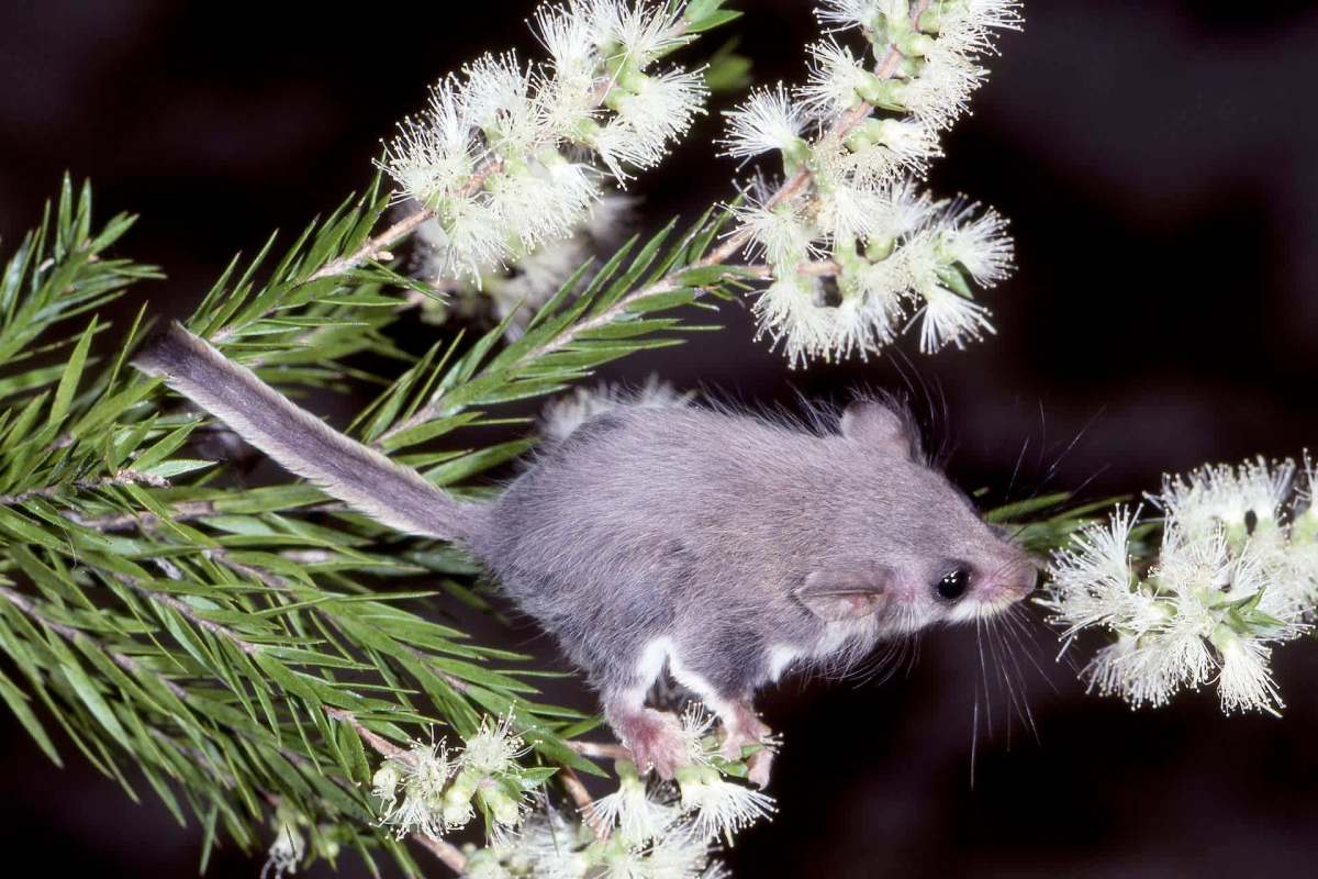 A small mouse exploring flowering branches.
