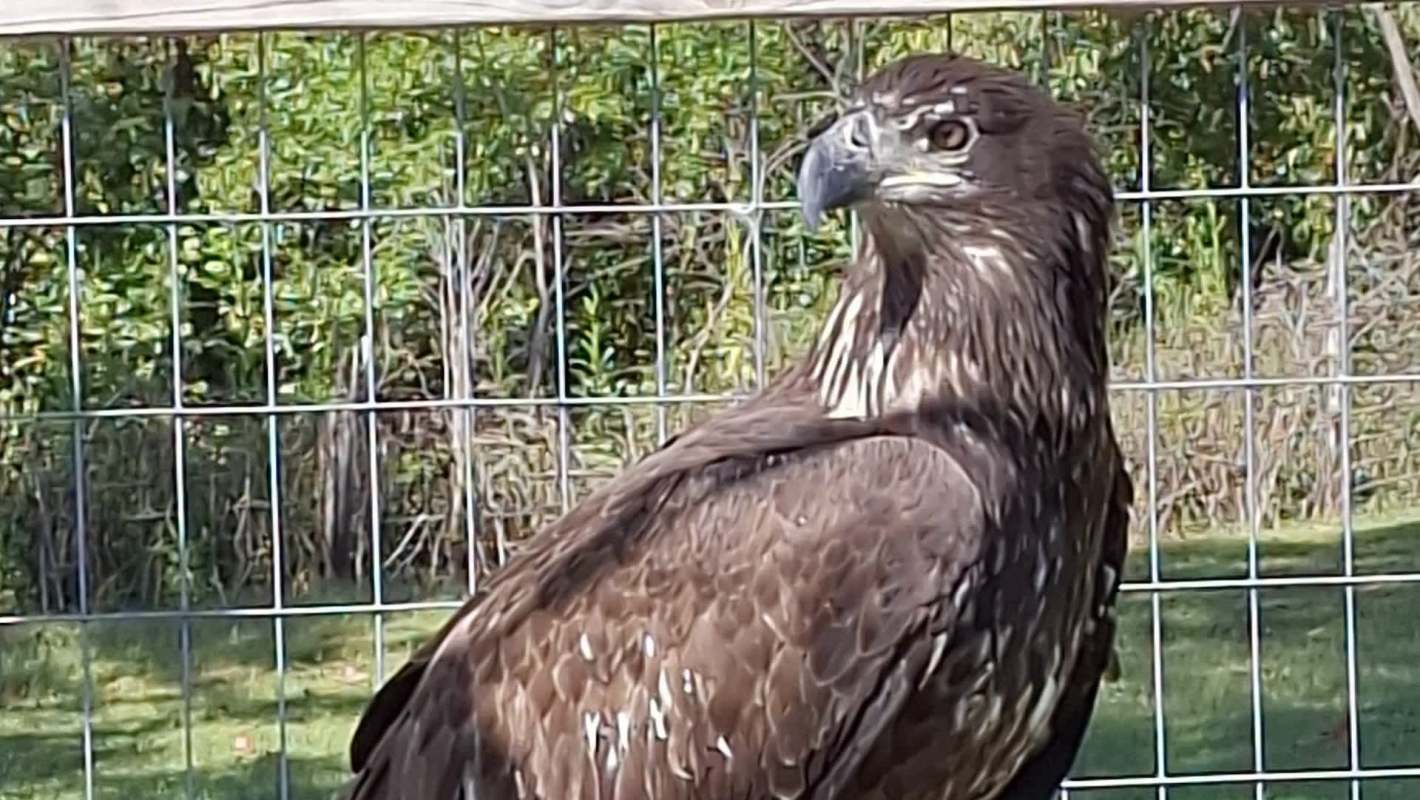A brown bald eagle perched next to a wire enclosure with greenery in the background.