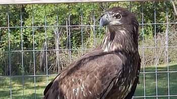 A brown bald eagle perched next to a wire enclosure with greenery in the background.