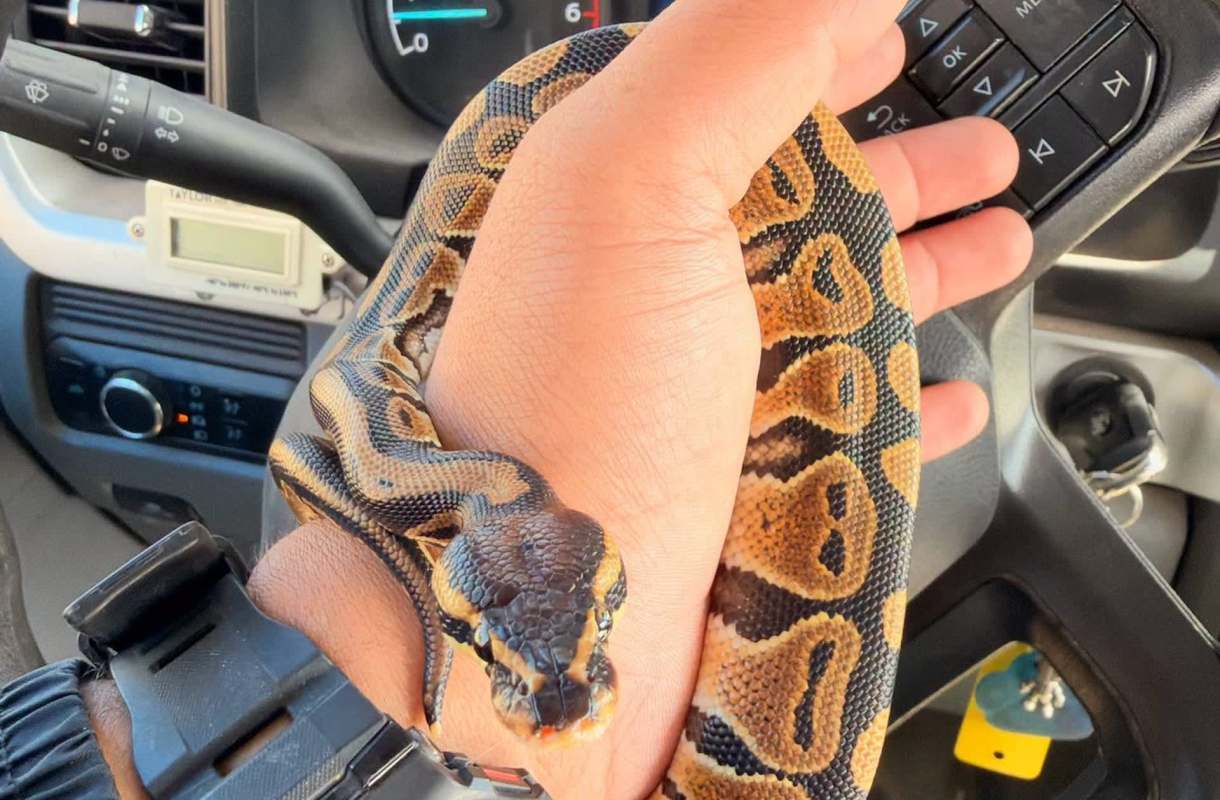 A person holding a ball python inside a vehicle.