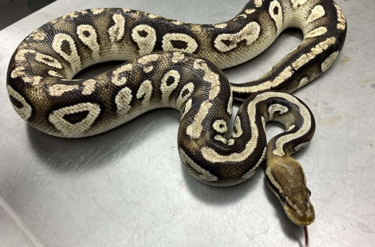 A ball python.