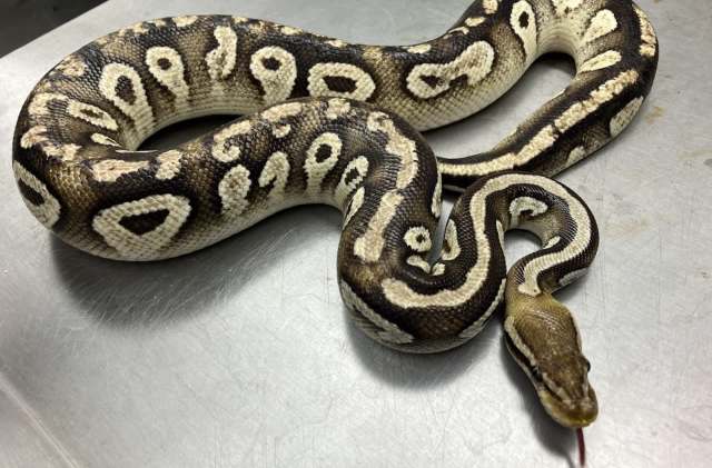 A ball python.