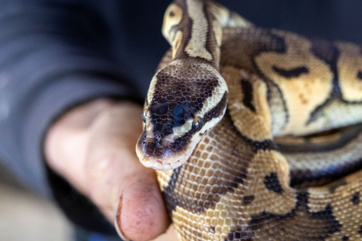 A ball python.