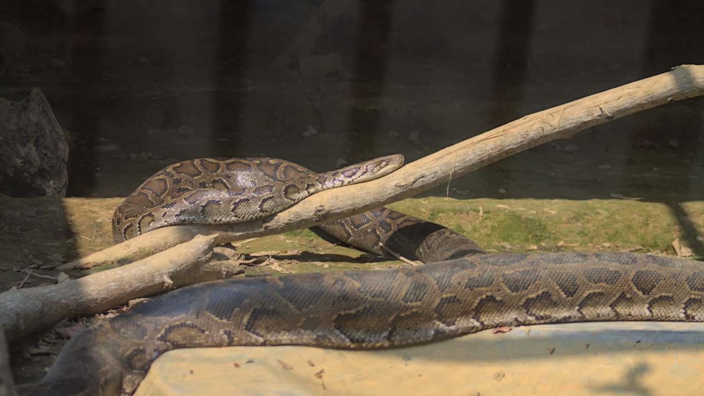 A Burmese python resting on branches in a natural enclosure.