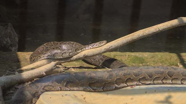Fishermen in Bangladesh pull protected 12-foot python from net as sightings rise in the north