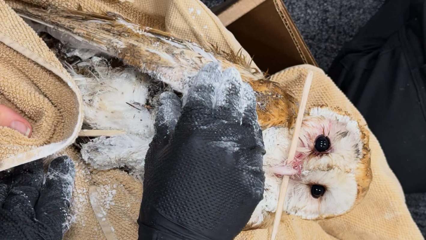 A person in black gloves holds a barn owl wrapped in a towel, using a wooden stick for assistance.