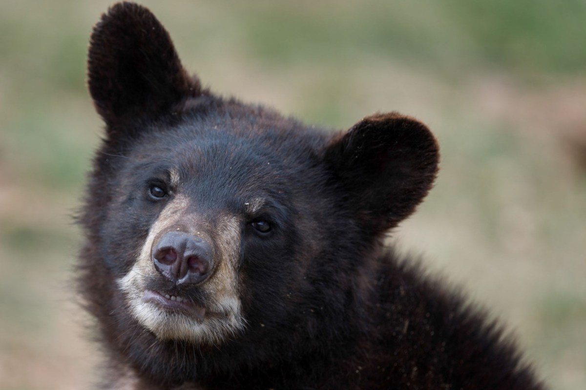 A black bear cub.