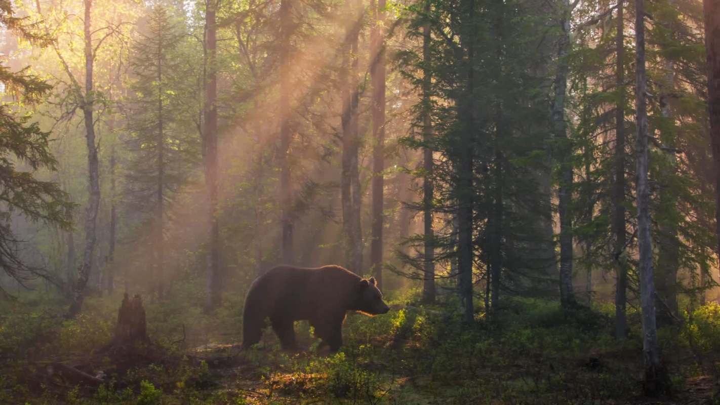 A bear walking through a sunlit forest in Norway with trees and mist.