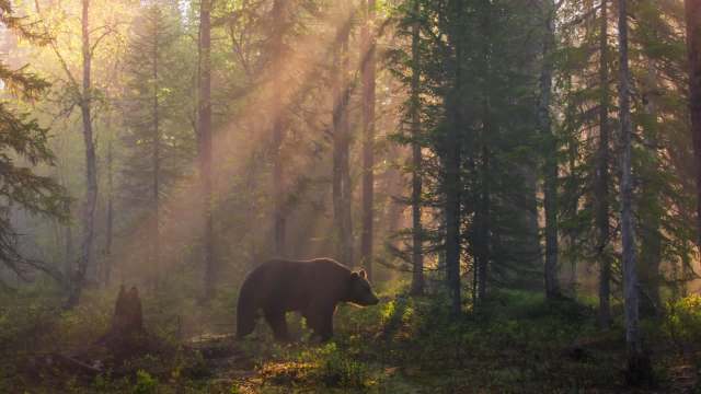 A bear walking through a sunlit forest in Norway with trees and mist.