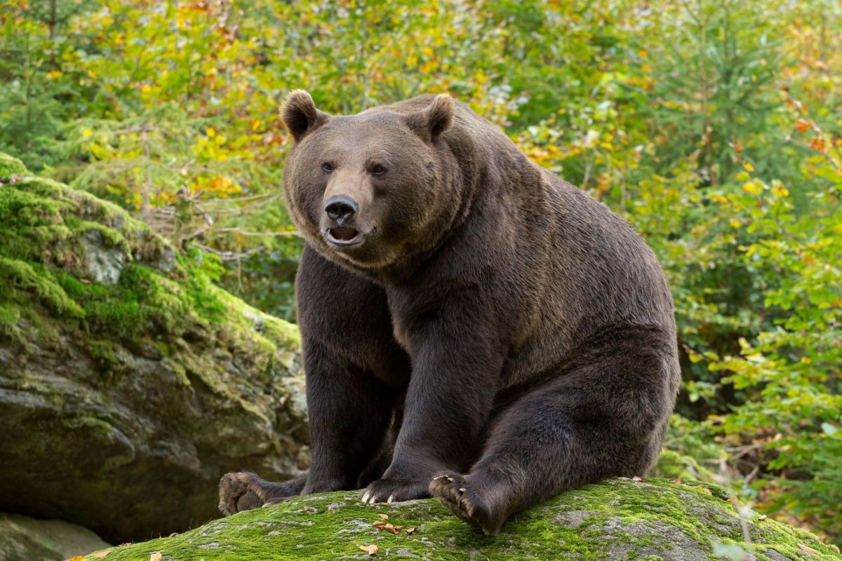 A large bear.