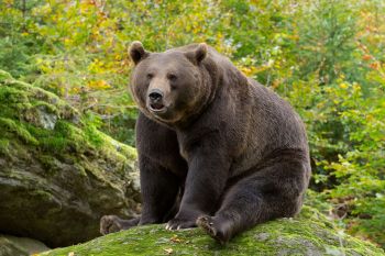 A large bear.