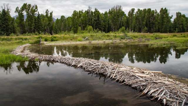 A beaver dam made of branches in a reflective pond surrounded by trees and vegetation.