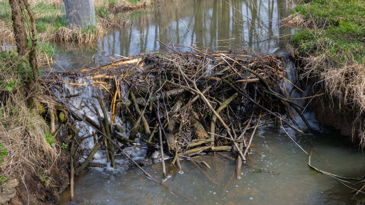 A dam made of branches in a flowing stream surrounded by grass and trees.