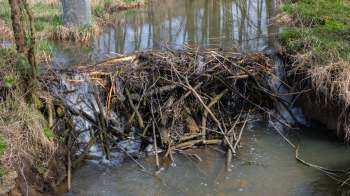 A dam made of branches in a flowing stream surrounded by grass and trees.