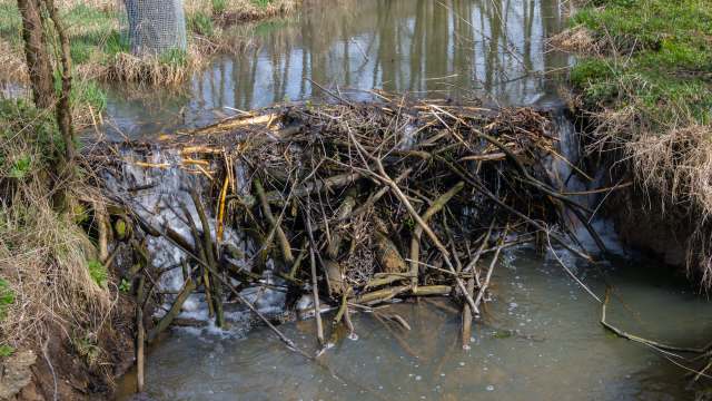 A dam made of branches in a flowing stream surrounded by grass and trees.