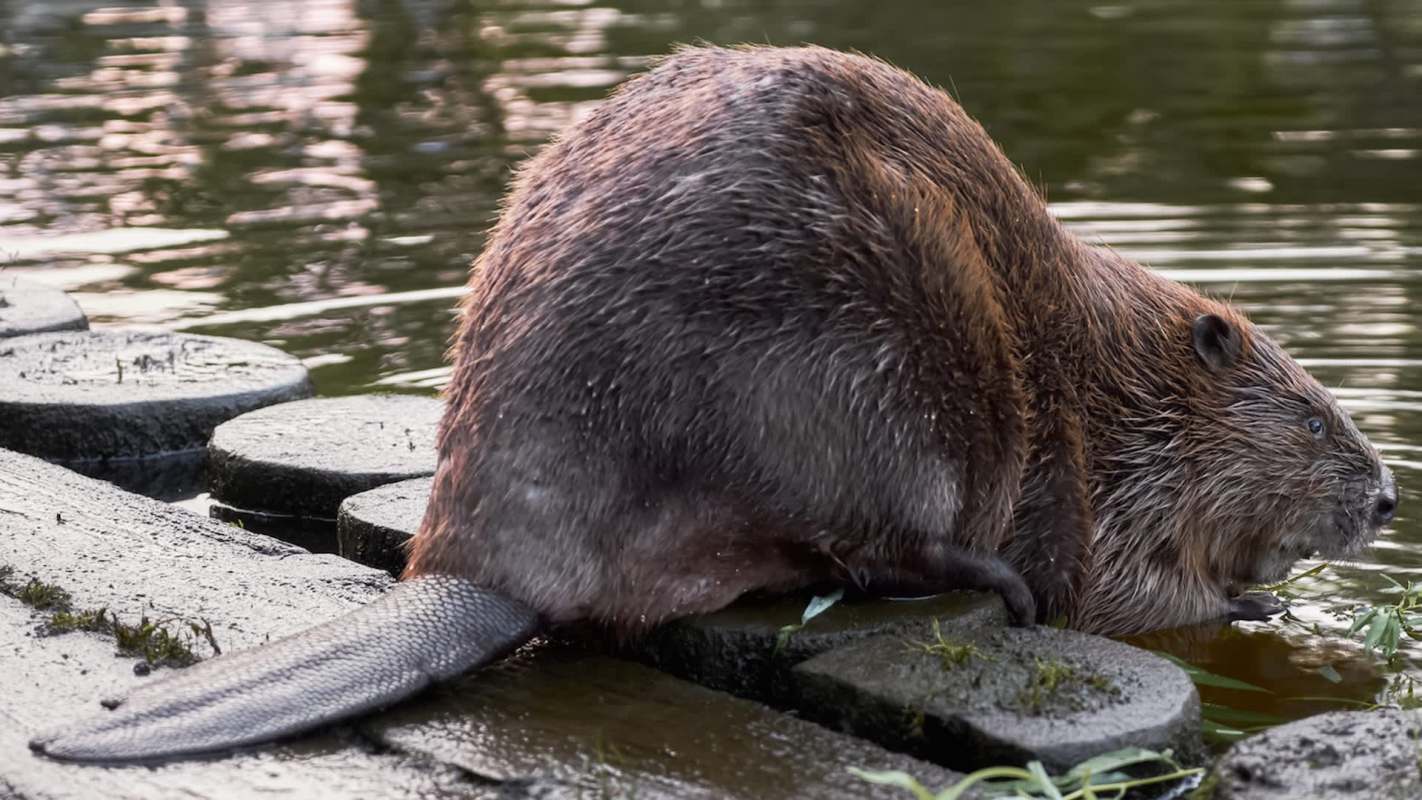 A beaver sitting on a stone near the water, partially immersed in the reflection of the surroundings.