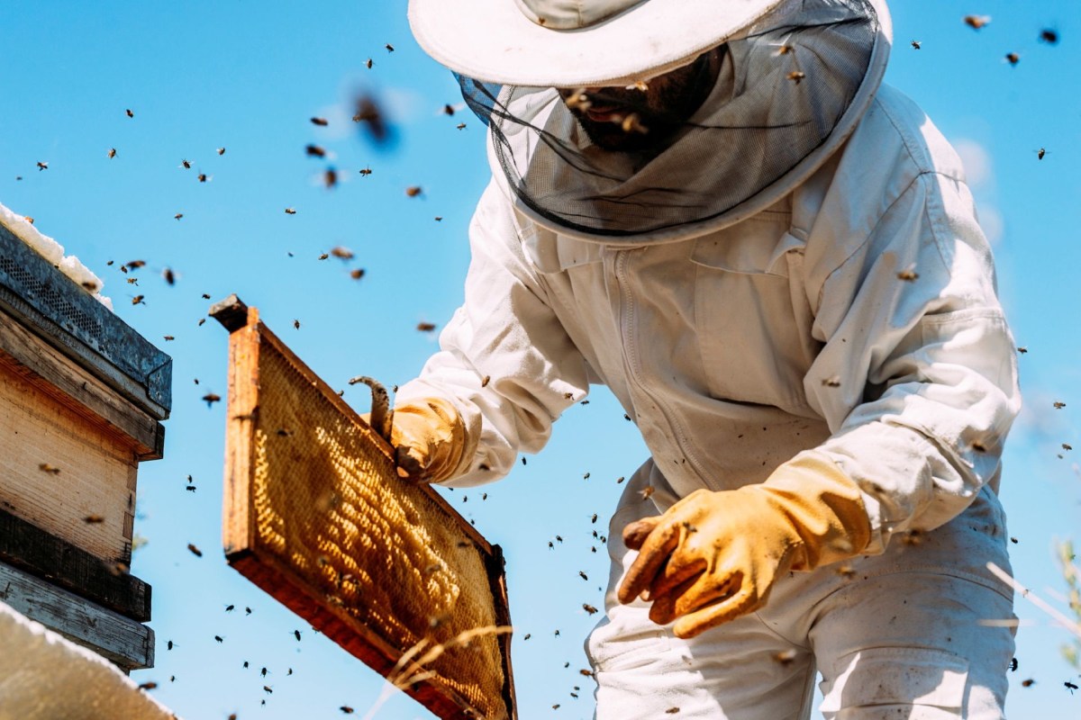 A beekeeper handles a honeycomb frame.