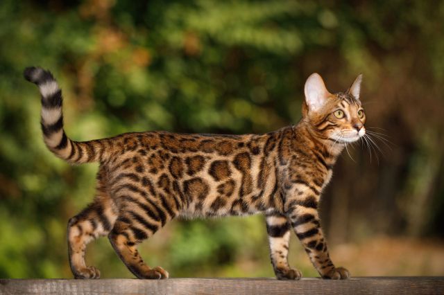 A Bengal cat.