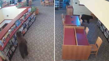 A bear walks through a library, moving near book shelves and tables.