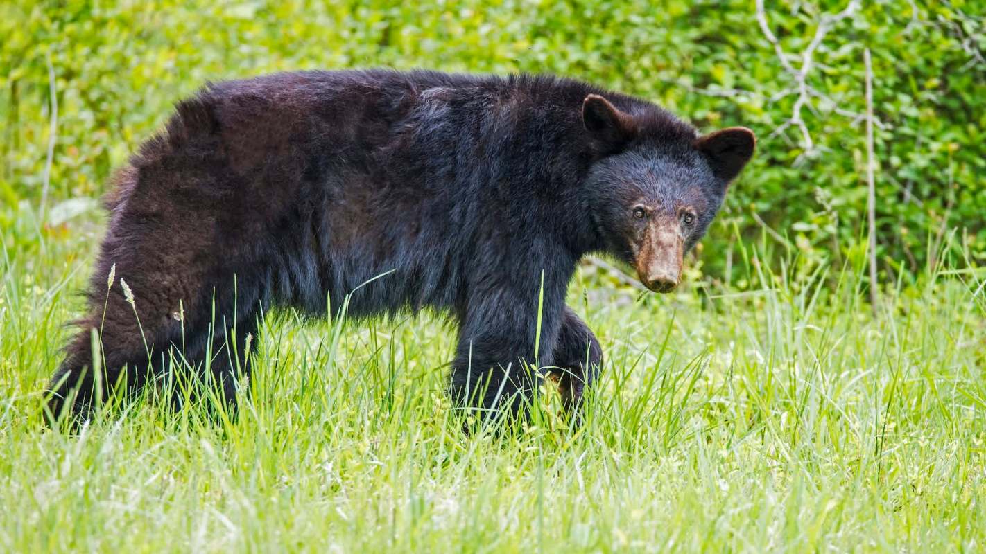 A black bear walks through tall green grass in a natural setting.