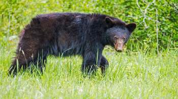 A black bear walks through tall green grass in a natural setting.