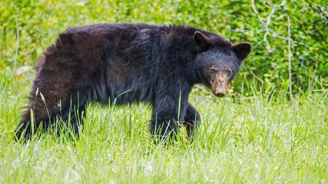 A black bear walks through tall green grass in a natural setting.