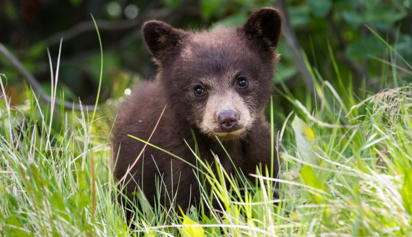 A black bear cub.