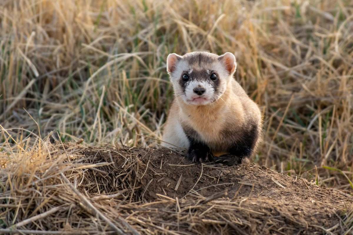 A black-footed ferret.
