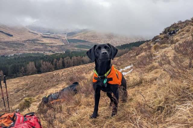 Black Lab that hunts invasive 'sea vomit' in Scotland named Animal of the Year