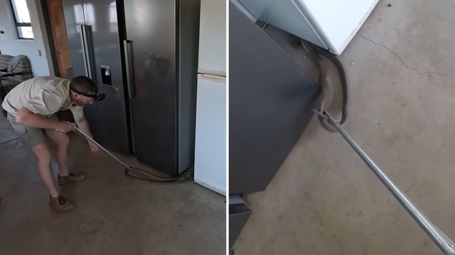 South Africa lodge staff run from quarters, then rescuers uncover huge black mamba