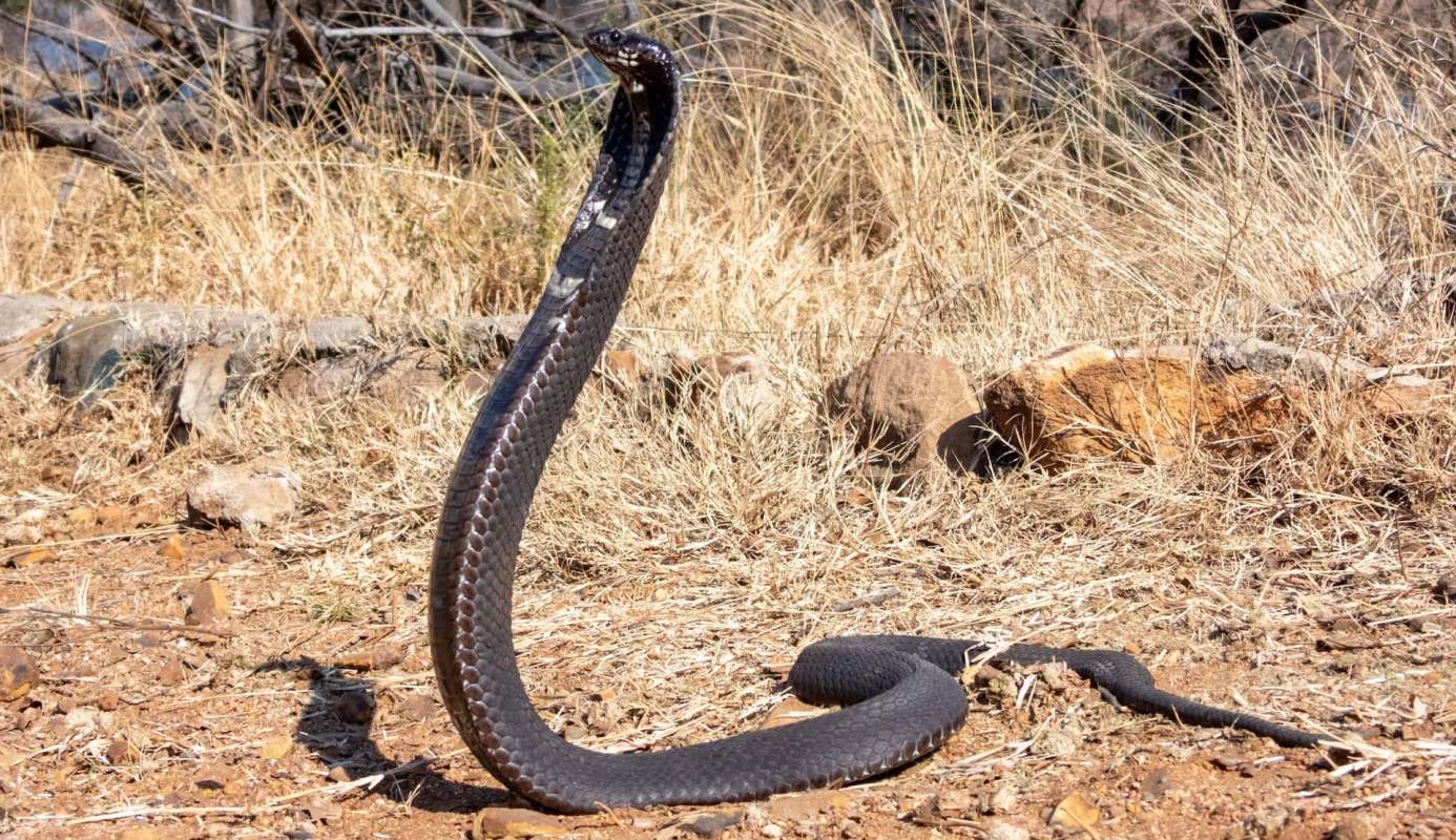 A black mamba rears up in a dry, grassy area with scattered rocks.