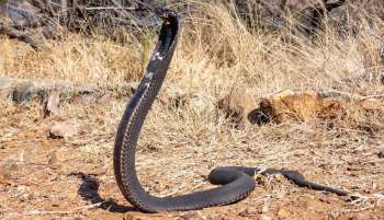 A black mamba rears up in a dry, grassy area with scattered rocks.