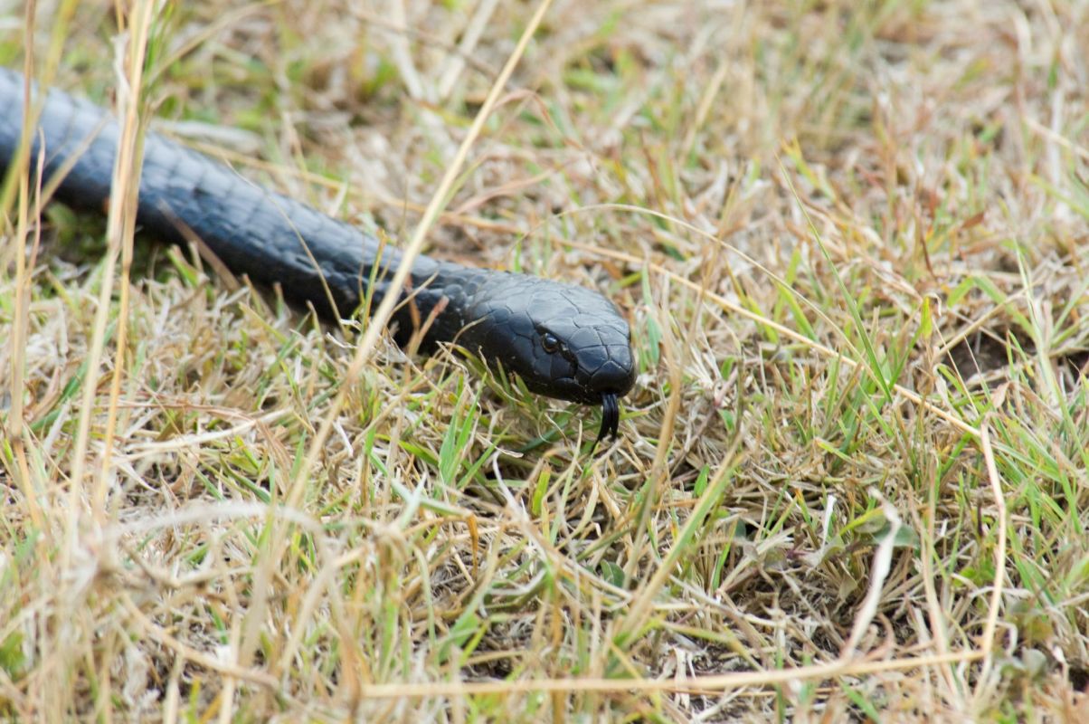 A black spitting cobra.