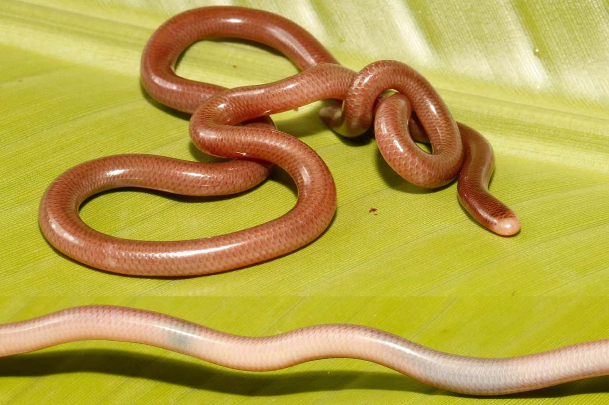 A slender, pinkish snake resting on a green leaf.