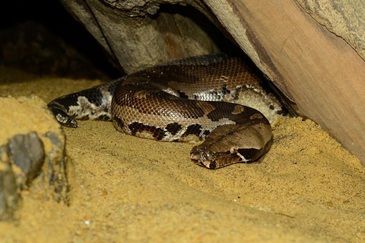 A blood python.
