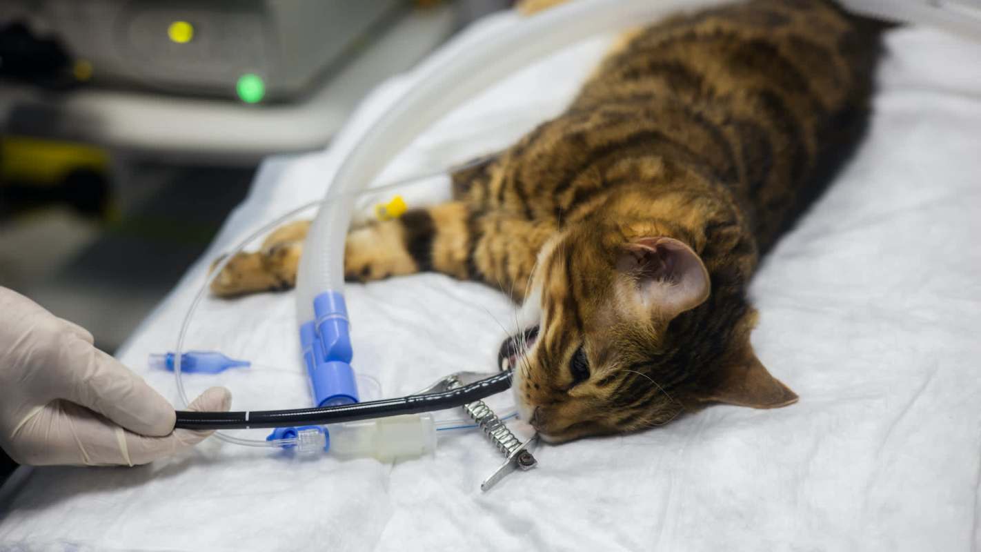 A cat hooked up to medical equipment.