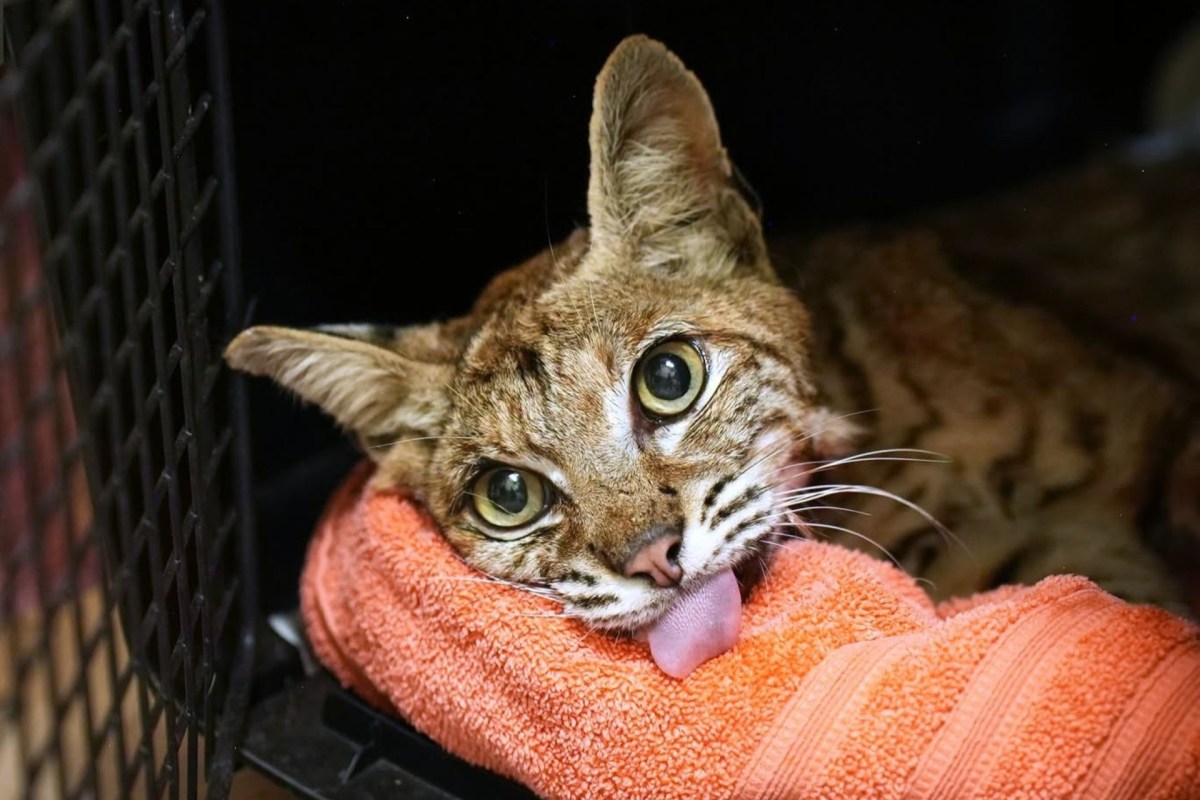 A bobcat on a blanket in a cage.