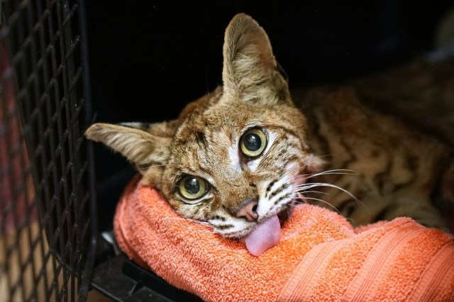In California, a bobcat with fire-scorched paws spent 65 days healing, then ran wild again