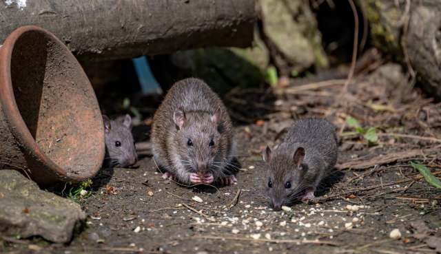 Boston is building a rat 'dictionary' with AI to predict where pests strike next