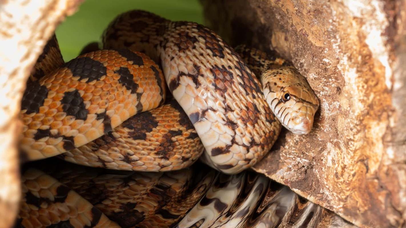 A bull snake with orange and black markings coiled near a wooden log.