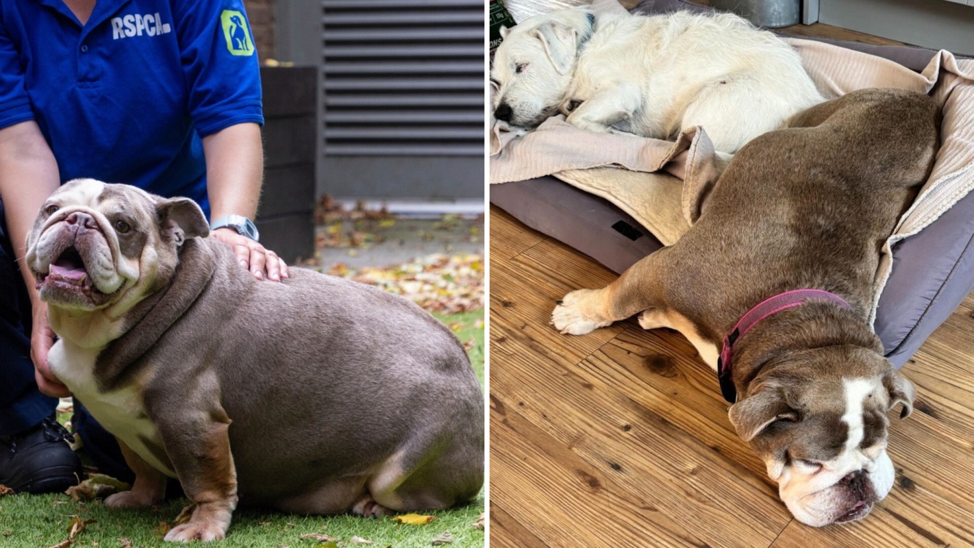 An overweight bulldog sits beside a person and then is seen sleeping on a dog bed.