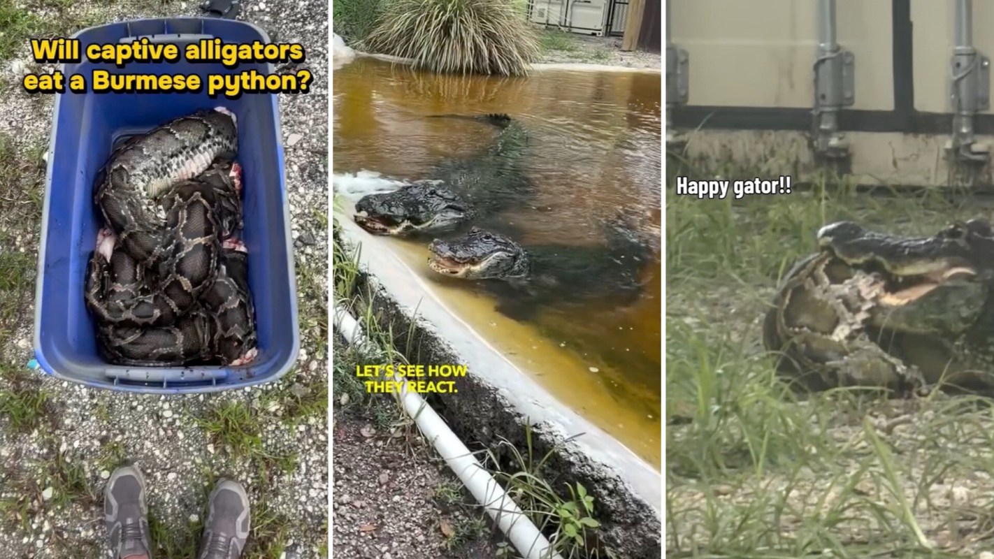 A bin containing a large Burmese python, two alligators in water, and an alligator resting in grass chewing on a python.