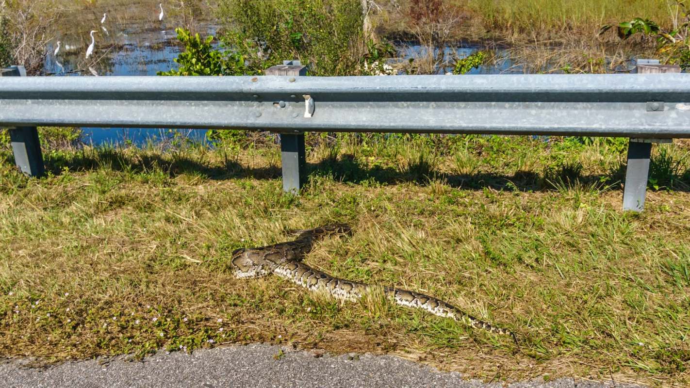 A Burmese python rests on the grass near a roadside with herons visible in the background.