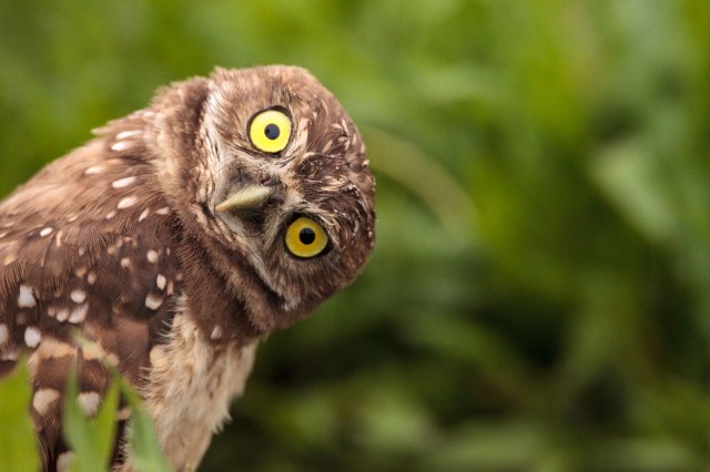 In Florida, a burrowing owl was rushed to rehab center after getting stuck to glue trap