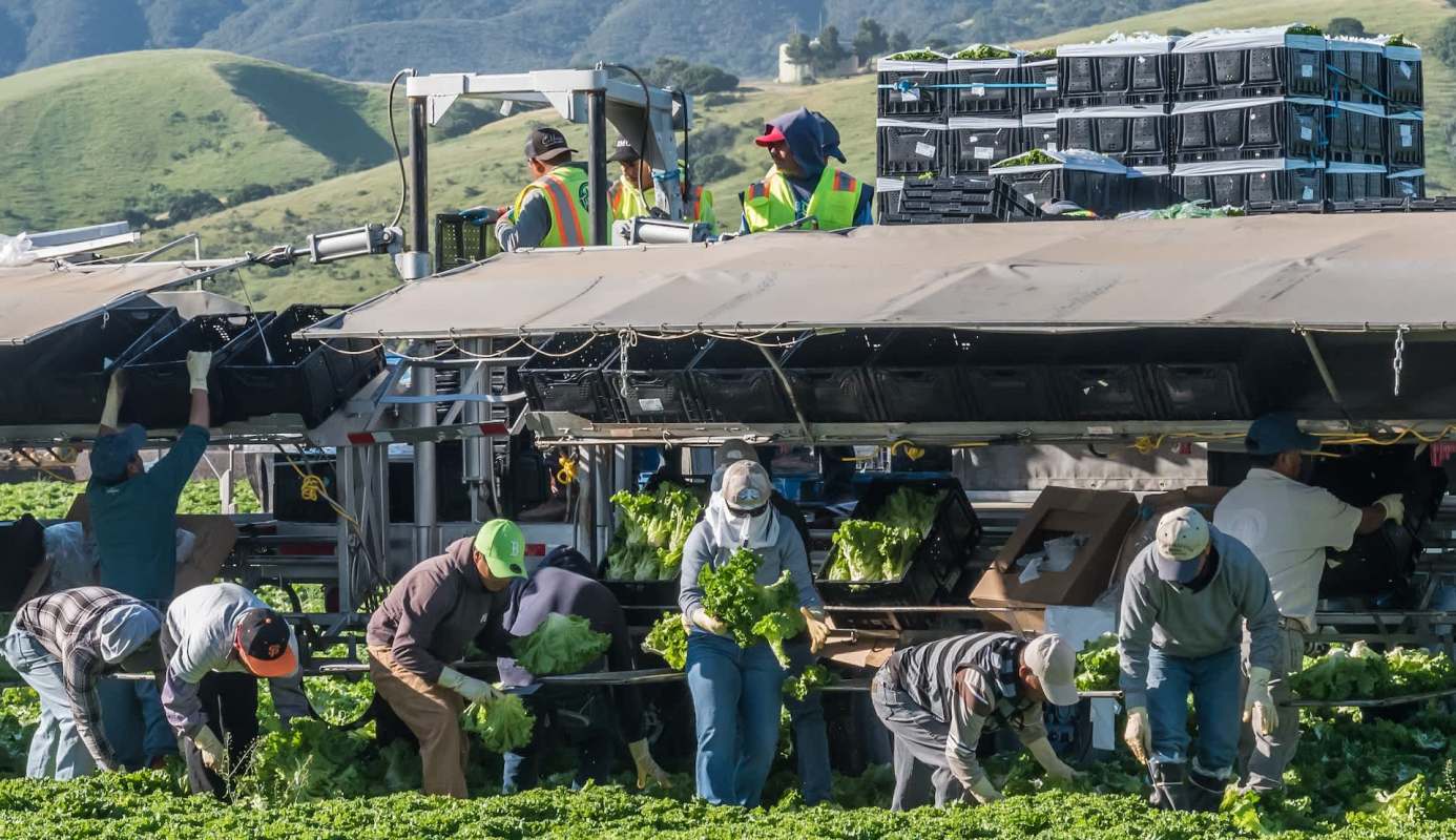 Workers harvest lettuce in a field near agricultural machinery under a clear sky.