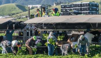Workers harvest lettuce in a field near agricultural machinery under a clear sky.