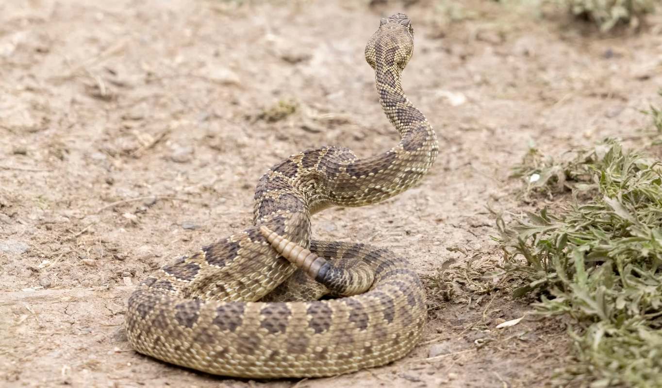 A brown snake coiled on the ground, with its head raised and tail visible.