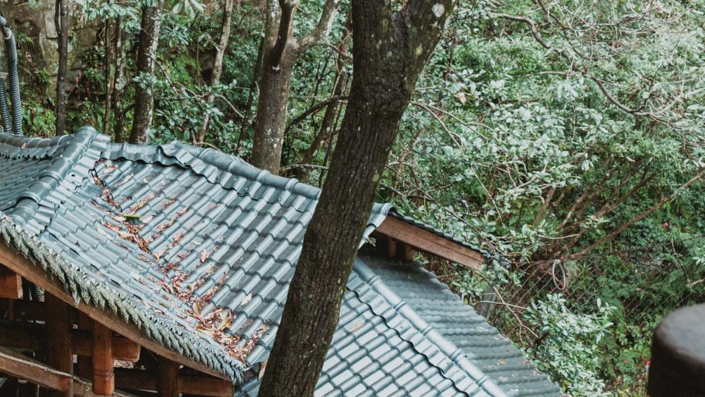 A tiled roof covered in leaves, surrounded by dense greenery and trees.